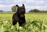 CANE CORSO 873